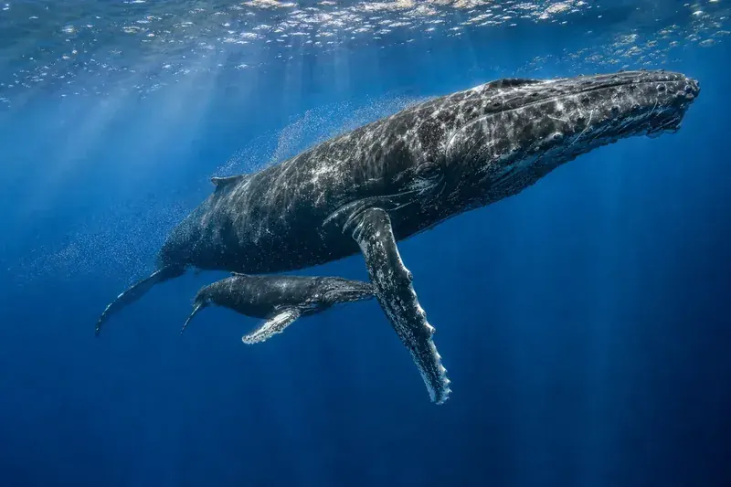 Humpback whale and calf swimming through deep blue water